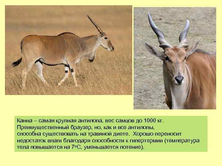 Канна – самая крупная антилопа, вес самцов до 1000 кг. Преимущественный браузер, но, как