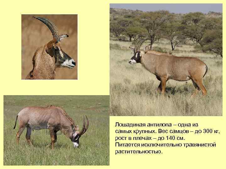 Лошадиная антилопа – одна из самых крупных. Вес самцов – до 300 кг, рост