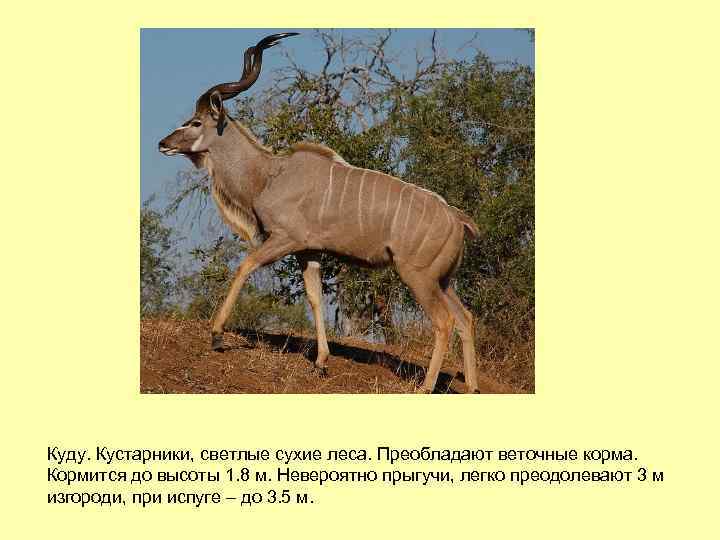 Куду. Кустарники, светлые сухие леса. Преобладают веточные корма. Кормится до высоты 1. 8 м.