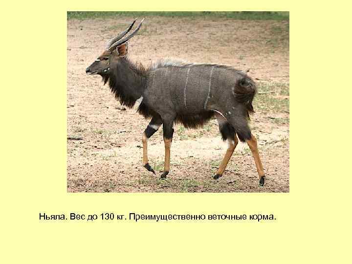 Ньяла. Вес до 130 кг. Преимущественно веточные корма. 