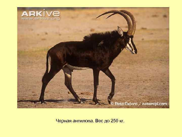 Черная антилопа. Вес до 250 кг. 