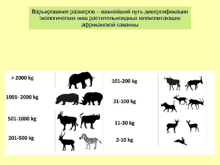 Варьирование размеров – важнейший путь диверсификации экологических ниш растительноядных млекопитающих африканской саванны 