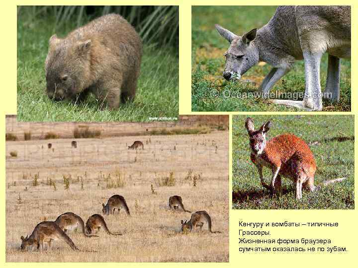 Кенгуру и вомбаты – типичные Грассеры. Жизненная форма браузера сумчатым оказалась не по зубам.