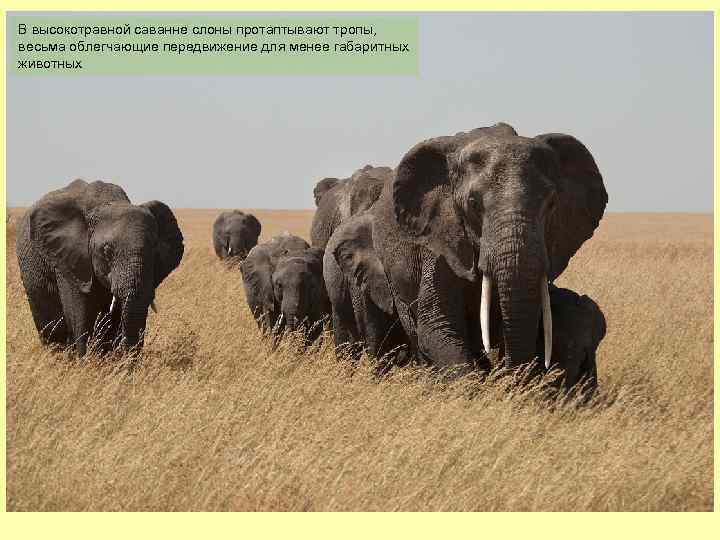 В высокотравной саванне слоны протаптывают тропы, весьма облегчающие передвижение для менее габаритных животных 