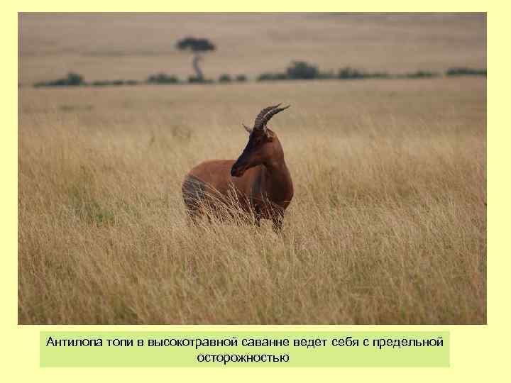 Антилопа топи в высокотравной саванне ведет себя с предельной осторожностью 
