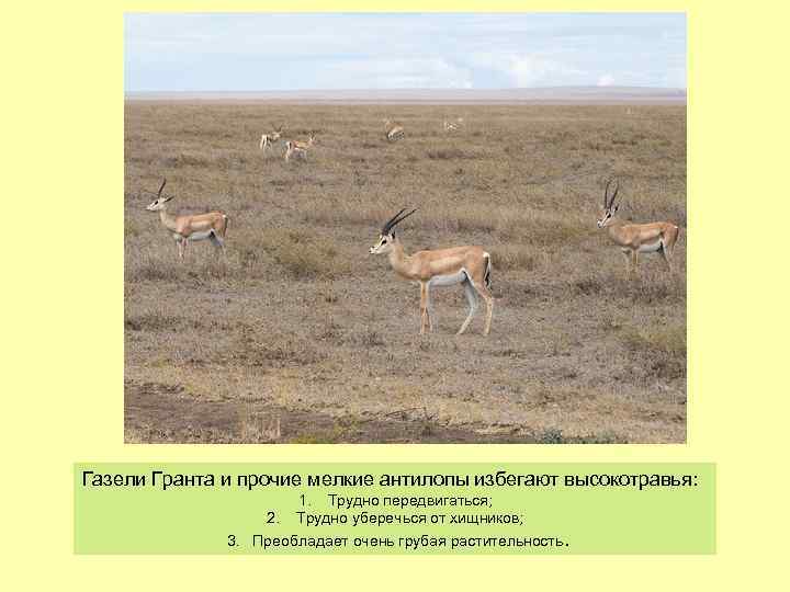Газели Гранта и прочие мелкие антилопы избегают высокотравья: 1. Трудно передвигаться; 2. Трудно уберечься