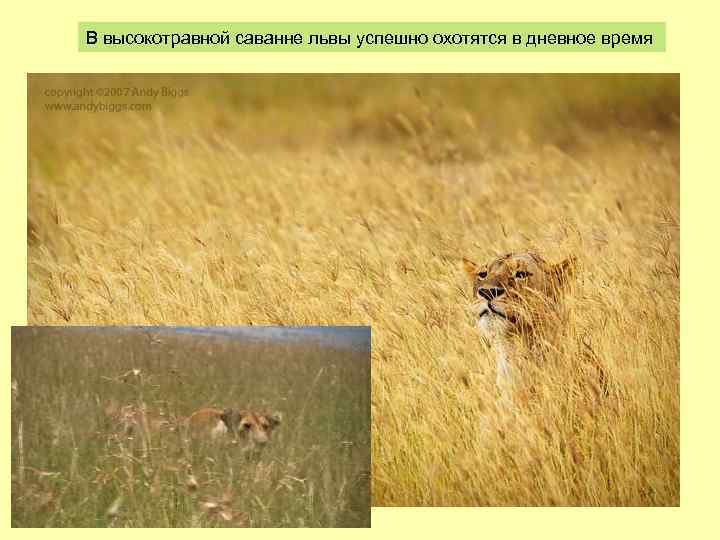 В высокотравной саванне львы успешно охотятся в дневное время 