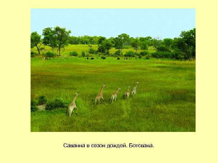Саванна в сезон дождей. Ботсвана. 