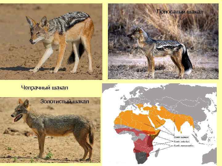 Полосатый шакал Чепрачный шакал Золотистый шакал 