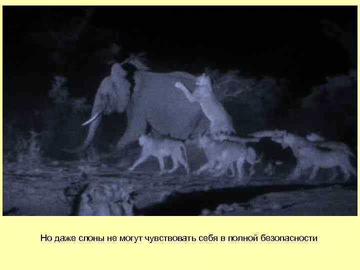 Но даже слоны не могут чувствовать себя в полной безопасности 