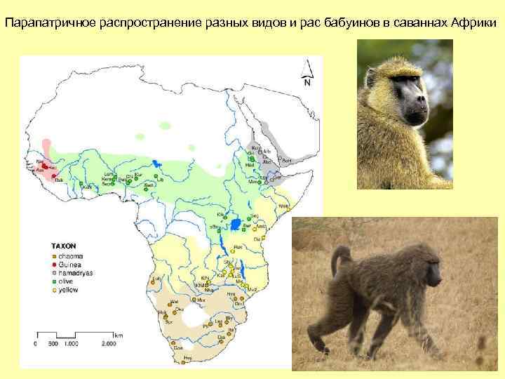 Парапатричное распространение разных видов и рас бабуинов в саваннах Африки 