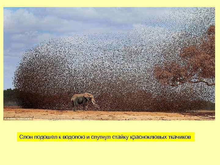 Слон подошел к водопою и спугнул стайку красноклювых ткачиков 