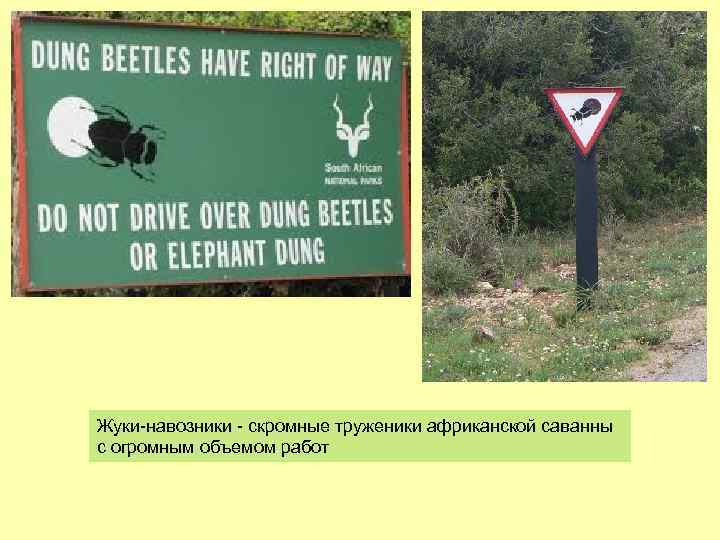 Жуки-навозники - скромные труженики африканской саванны с огромным объемом работ 