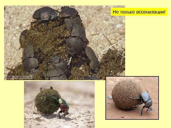 Не только ассенизация! 