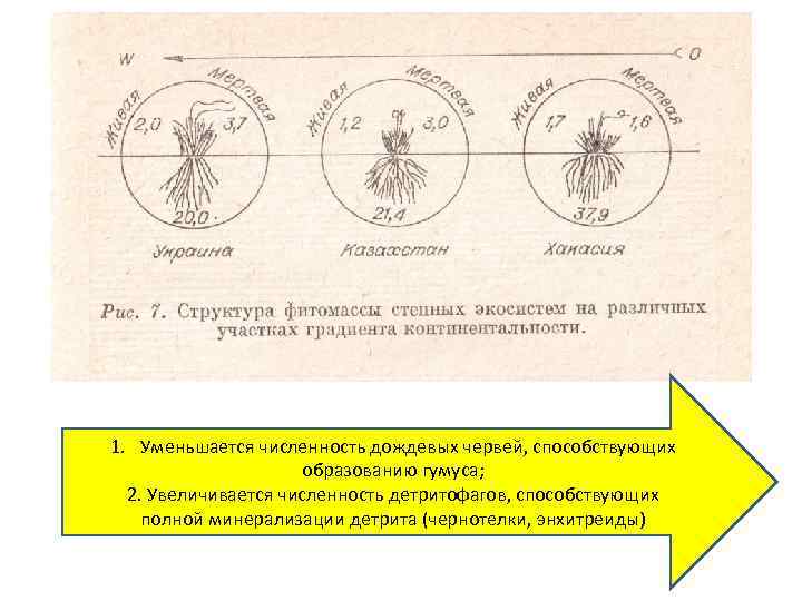 1. Уменьшается численность дождевых червей, способствующих образованию гумуса; 2. Увеличивается численность детритофагов, способствующих полной