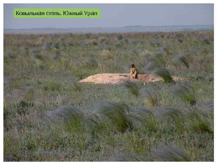 Ковыльная степь. Южный Урал 