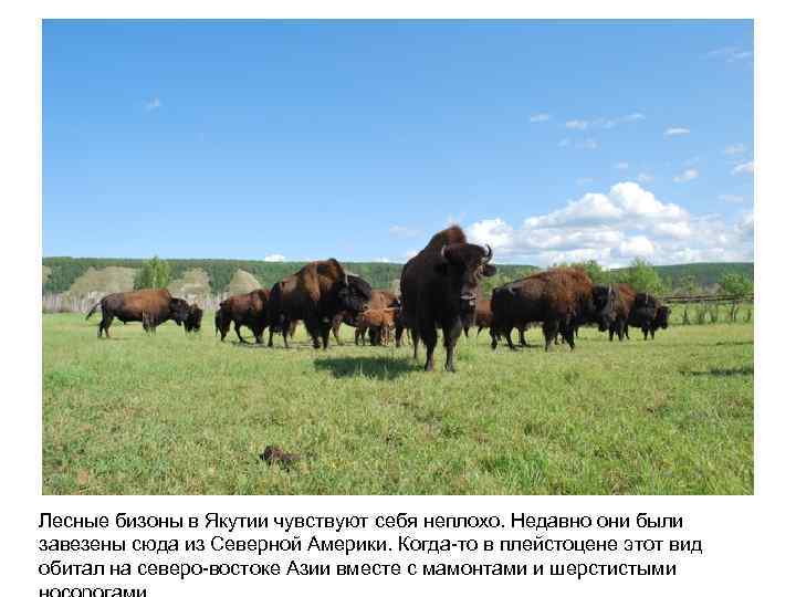 Лесные бизоны в Якутии чувствуют себя неплохо. Недавно они были завезены сюда из Северной