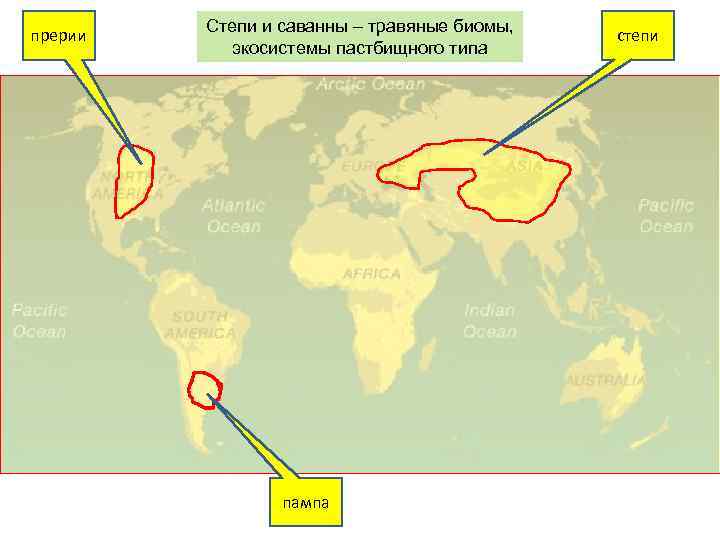прерии Степи и саванны – травяные биомы, экосистемы пастбищного типа пампа степи 