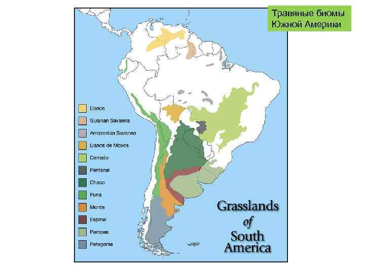Травяные биомы Южной Америки 