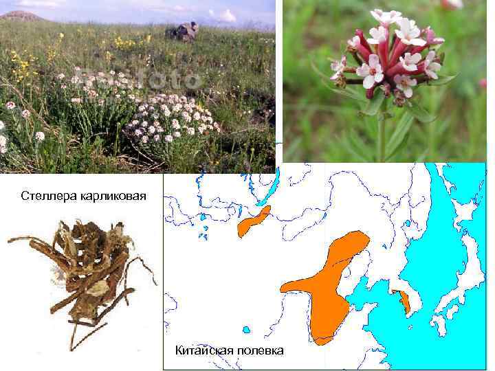 Стеллера карликовая Китайская полевка 