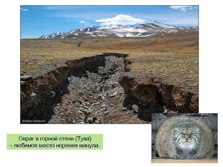 Овраг в горной степи (Тува) – любимое место норения манула. 