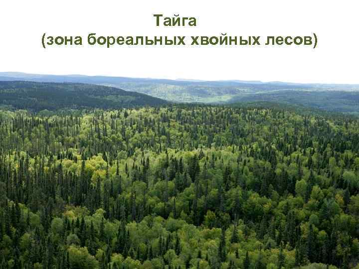 Тайга (зона бореальных хвойных лесов) 