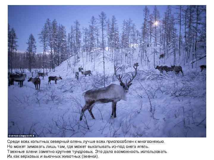 Среди всех копытных северный олень лучше всех приспособлен к многоснежью. Но может зимовать лишь