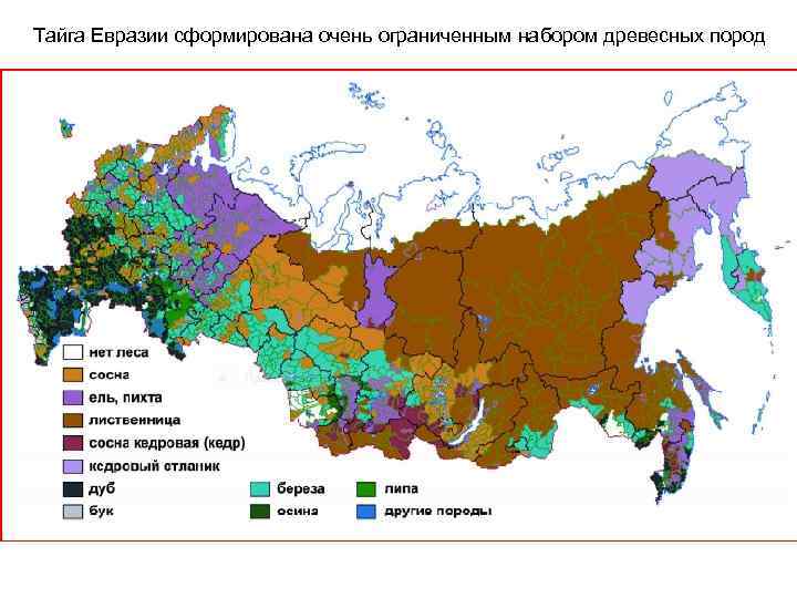Тайга Евразии сформирована очень ограниченным набором древесных пород 