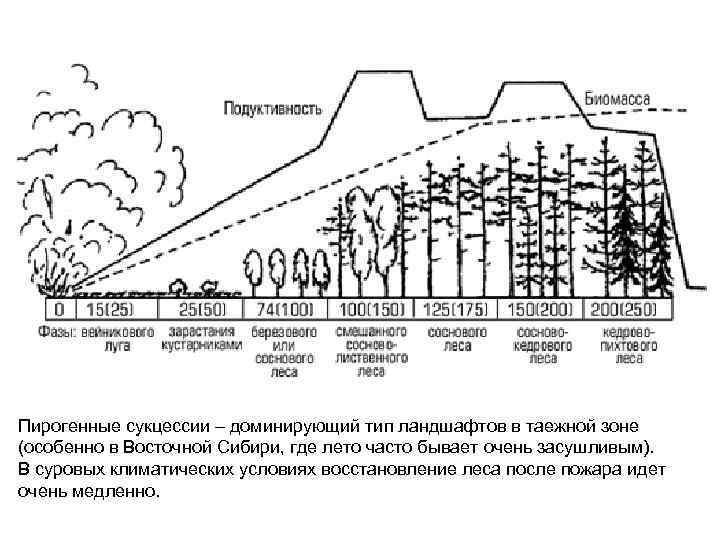 Пирогенные сукцессии – доминирующий тип ландшафтов в таежной зоне (особенно в Восточной Сибири, где