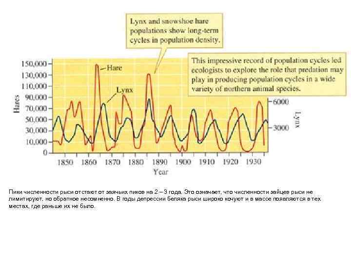 Пики численности рыси отстают от заячьих пиков на 2 – 3 года. Это означает,
