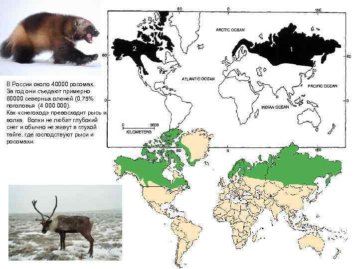 В России около 40000 росомах. За год они съедают примерно 60000 северных оленей (0,
