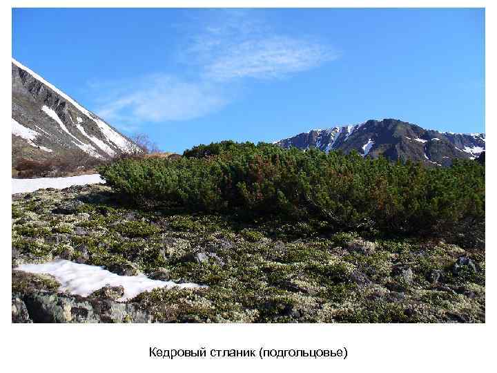 Кедровый стланик (подгольцовье) 