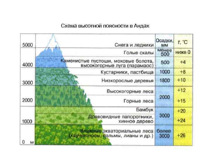 Схема высотной поясности в Андах 