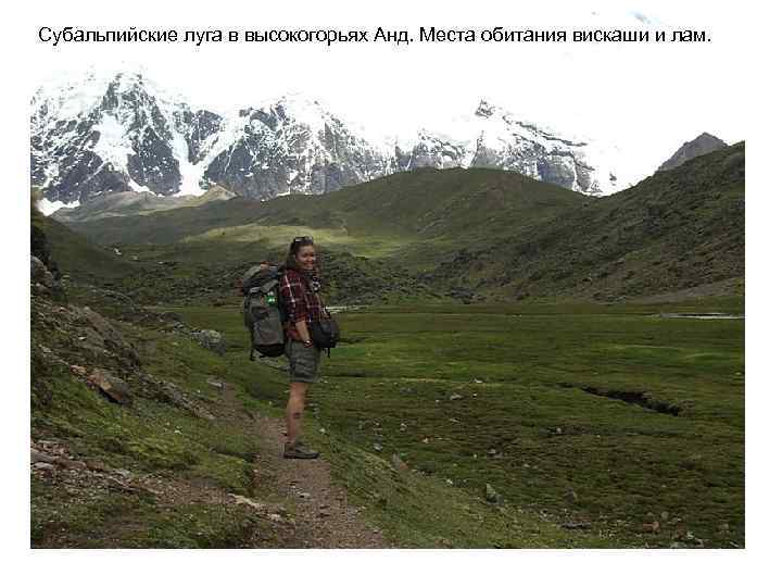 Субальпийские луга в высокогорьях Анд. Места обитания вискаши и лам. 