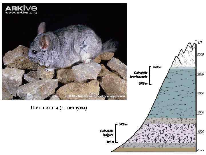 Шиншиллы ( = пищухи) 