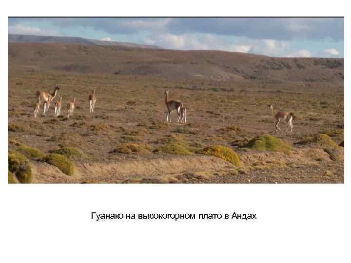 Гуанако на высокогорном плато в Андах 