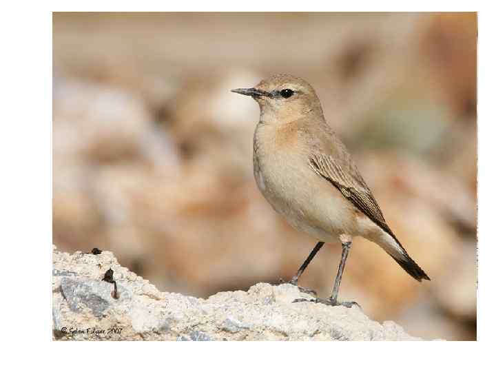 Geositta cunicularia (сем. птицы-печники) 