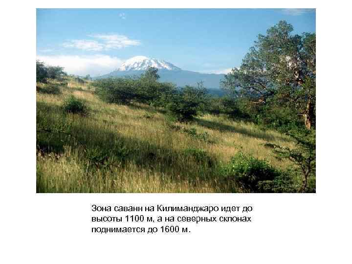 Зона саванн на Килиманджаро идет до высоты 1100 м, а на северных склонах поднимается