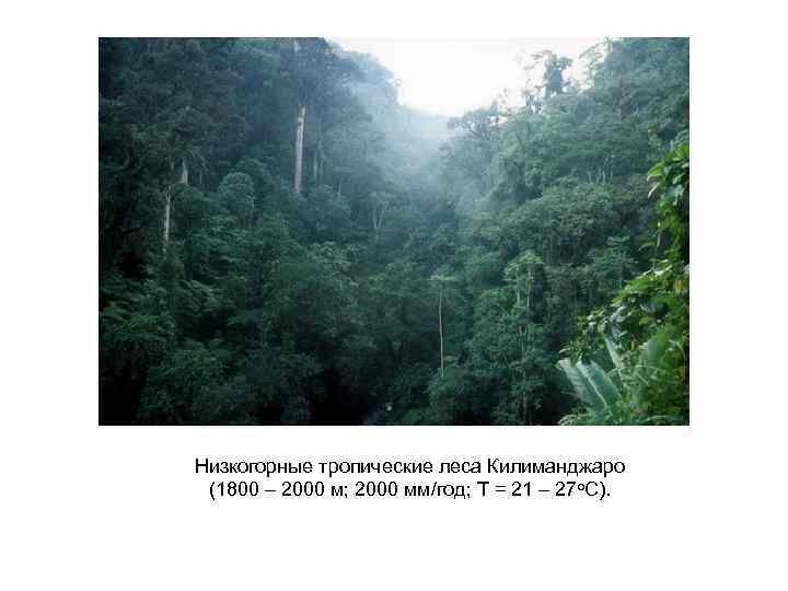 Низкогорные тропические леса Килиманджаро (1800 – 2000 м; 2000 мм/год; Т = 21 –