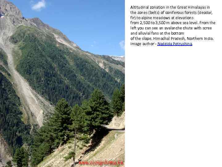 Altitudinal zonation in the Great Himalayas in the zones (belts) of coniferous forests (deodar,