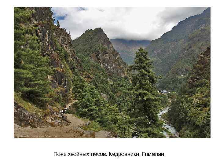 Пояс хвойных лесов. Кедровники. Гималаи. 