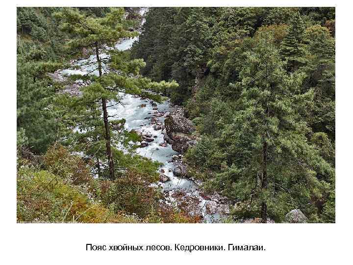 Пояс хвойных лесов. Кедровники. Гималаи. 