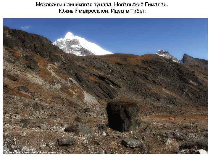 Мохово-лишайниковая тундра. Непальские Гималаи. Южный макросклон. Идем в Тибет. 