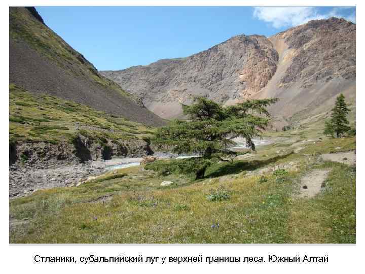 Стланики, субальпийский луг у верхней границы леса. Южный Алтай 