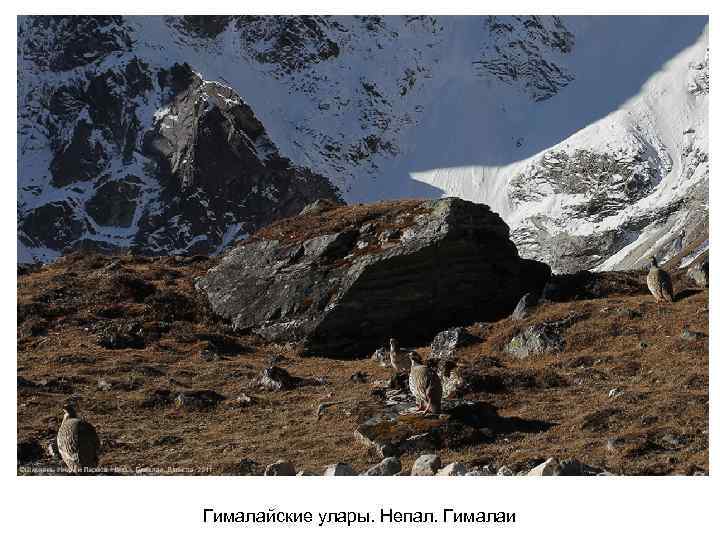 Гималайские улары. Непал. Гималаи 