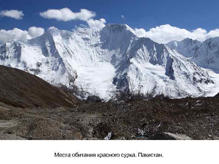 Места обитания красного сурка. Пакистан. 