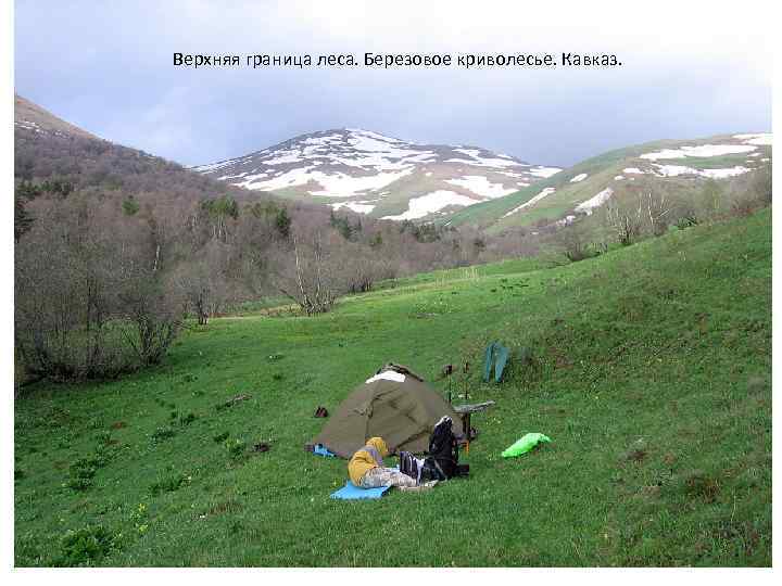 Верхняя граница леса. Березовое криволесье. Кавказ. 