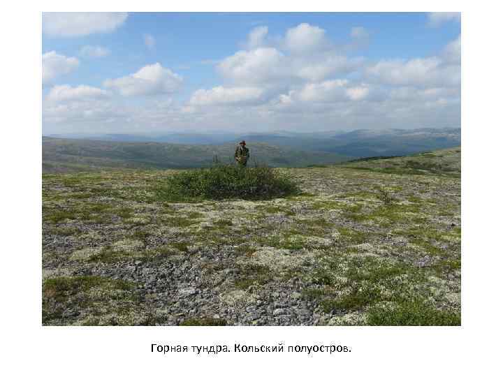 Горная тундра. Кольский полуостров. 