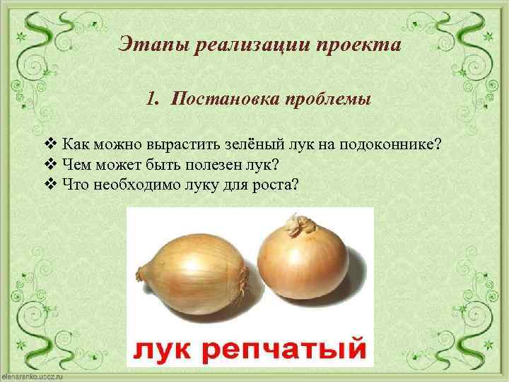 Этапы реализации проекта 1. Постановка проблемы v Как можно вырастить зелёный лук на подоконнике?