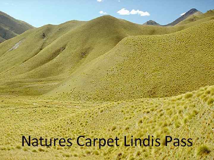 Natures Carpet Lindis Pass 